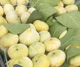 fresh Figs from Fez